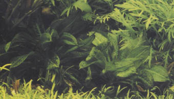 Echinodorus parviflorus